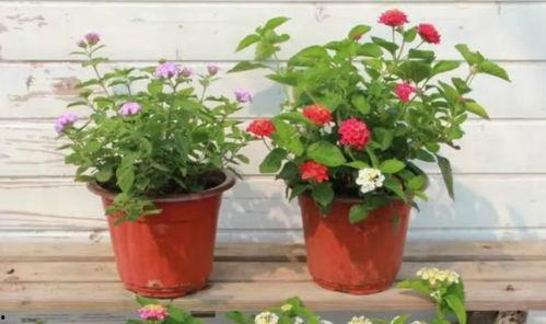 泰州酒店爆料视频最新,揭秘背后惊人真相  第3张