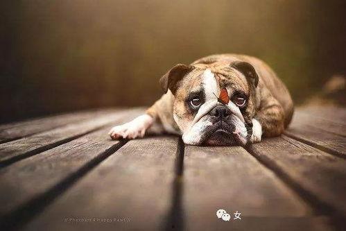 最新宠物爆料2025  第3张